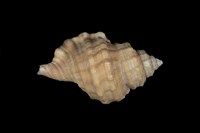 藏品(黑齒法螺)的圖片